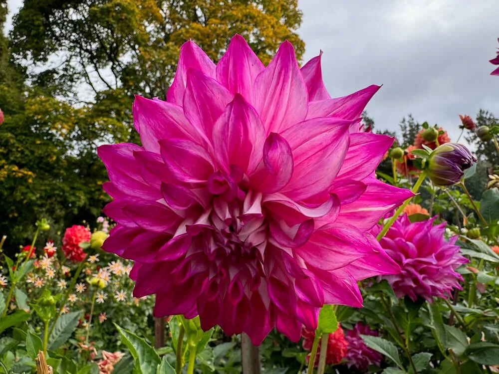 Dahlia 'Allen's Bella'