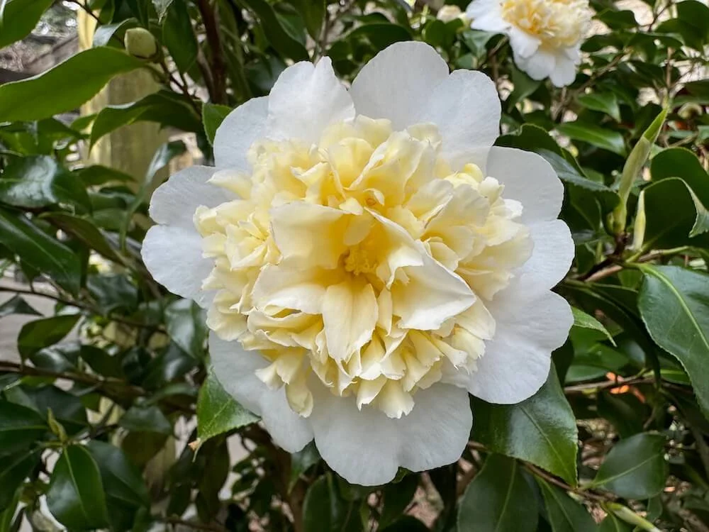 Camellia japonica 'Brushfield's Yellow'
