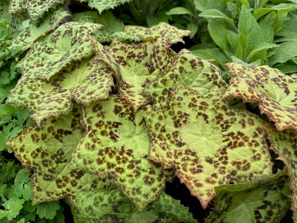 Podophyllum versipelle ‘Spotty Dotty’