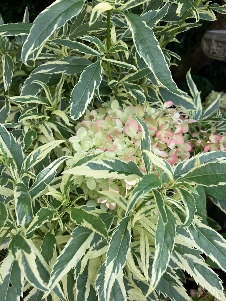Eupatorium fortunei ‘Capri’