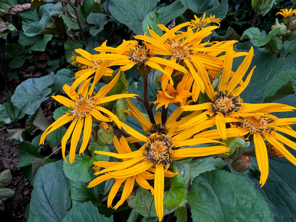 Ligularia dentata 'Desdemona'