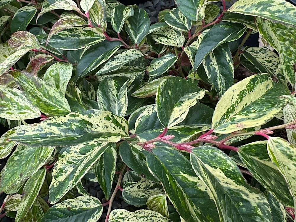 LEUCOTHOE