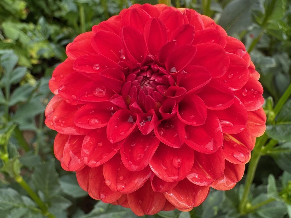 Dahlia 'Lollipop'