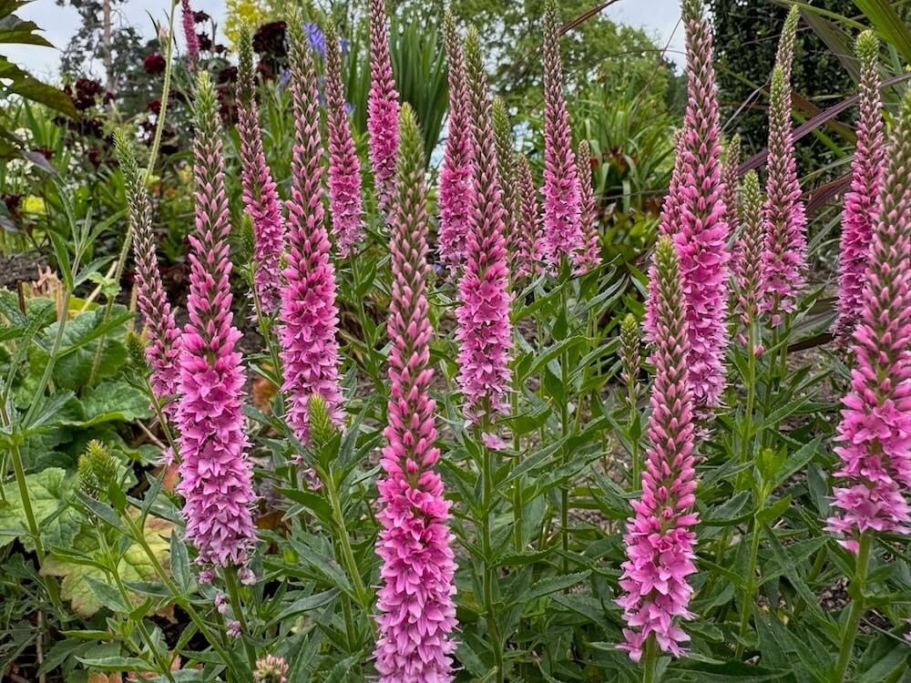 SPEEDWELL (Veronica)