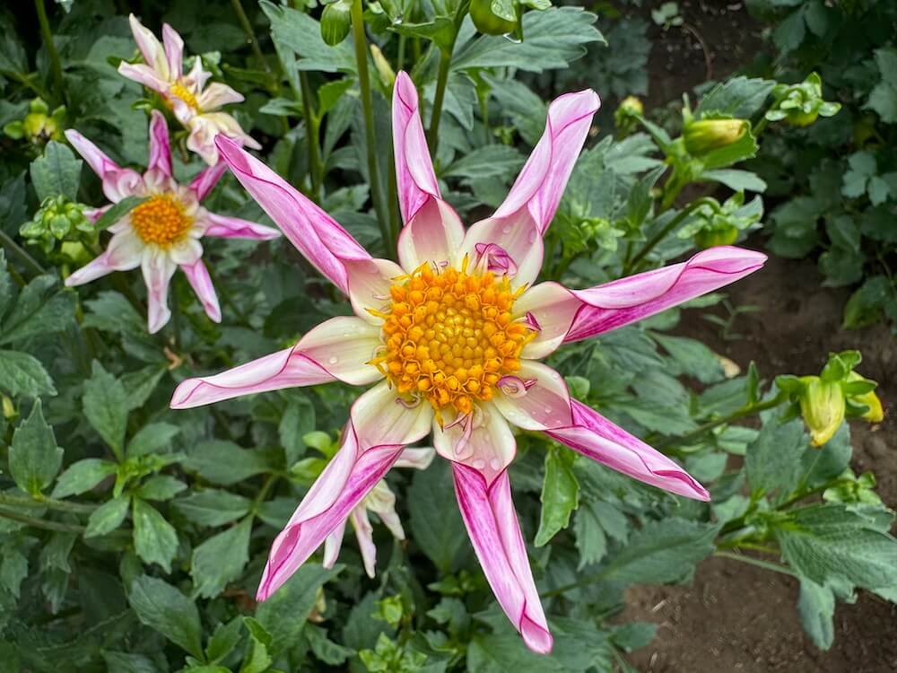 Dahlia 'Willie Willie'