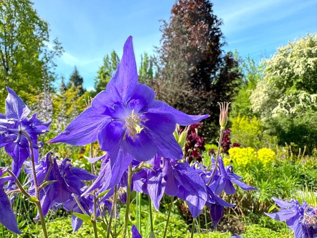 Aquilegia alpina