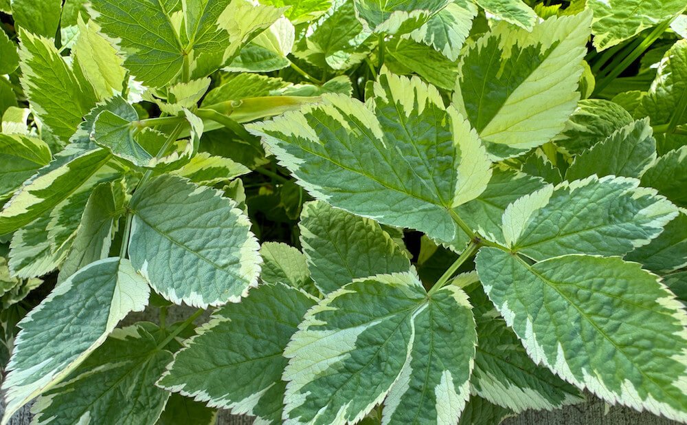Aegopodium podagraria ‘Variegatum’