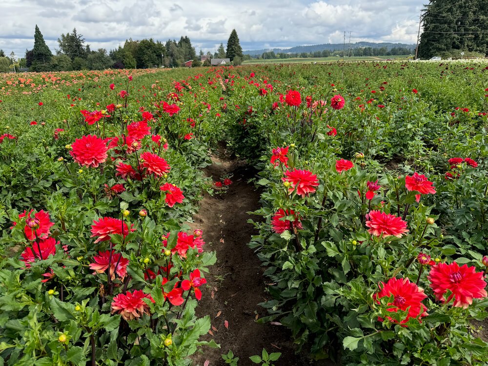 SWAN ISLAND DAHLIAS