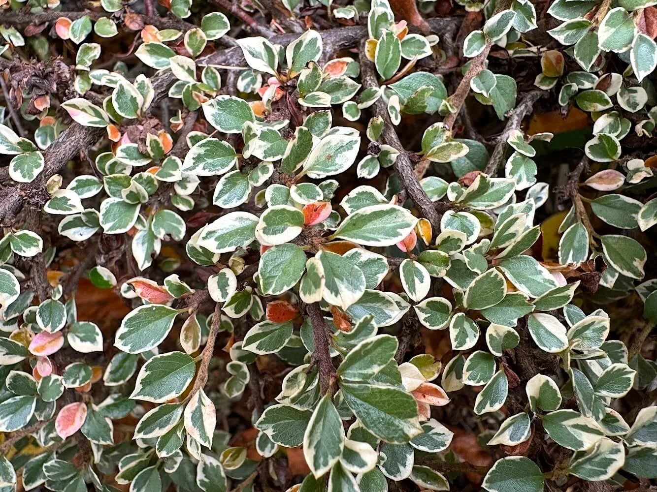 Cotoneaster horizontalis 'Cheney'