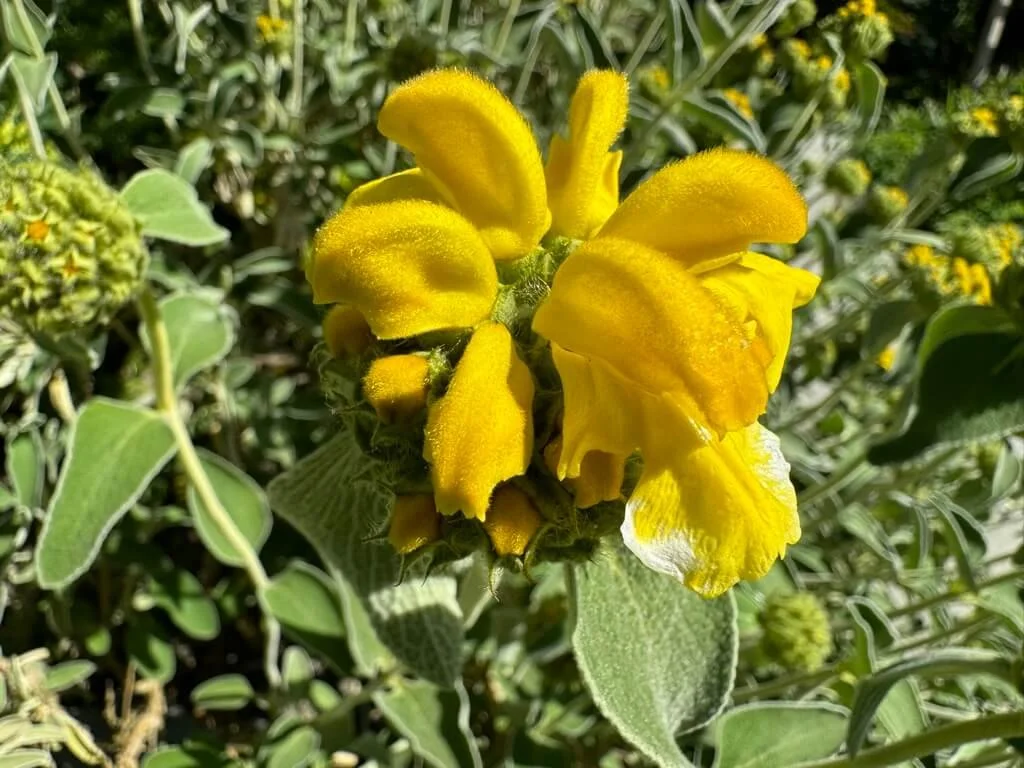 Phlomis fruticosa