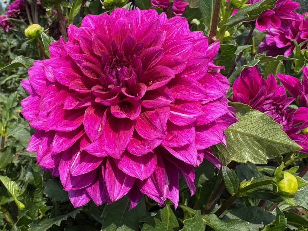 Dahlia 'Beets Me'