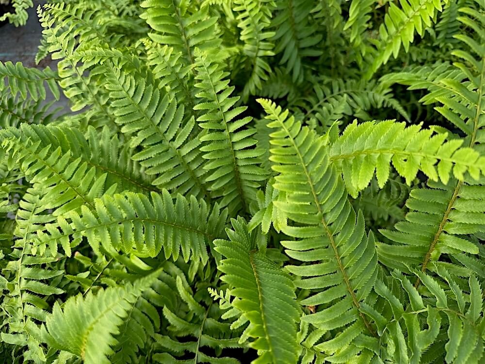Polystichum munitum