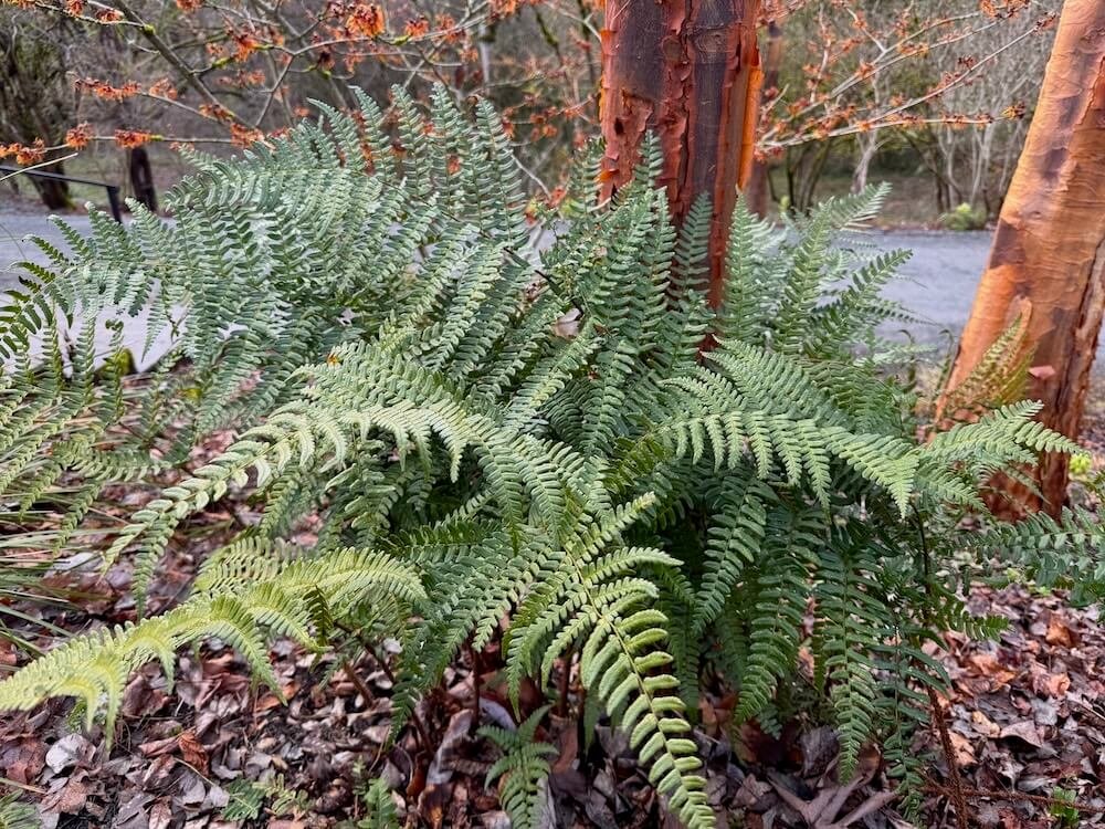 Dryopteris championii