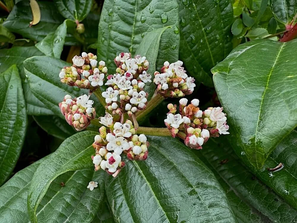 Viburnum davidii