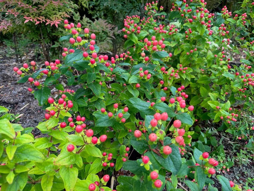Hypericum x inodorum 'Kolpinot'