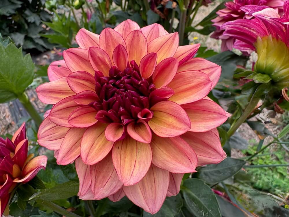 Dahlia 'Crème de Cognac'