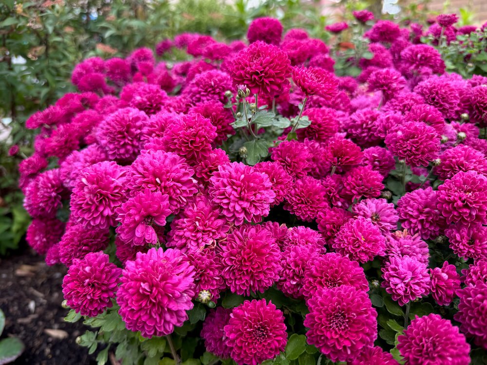 Chrysanthemum x morifolium 'Plumberry Purple'