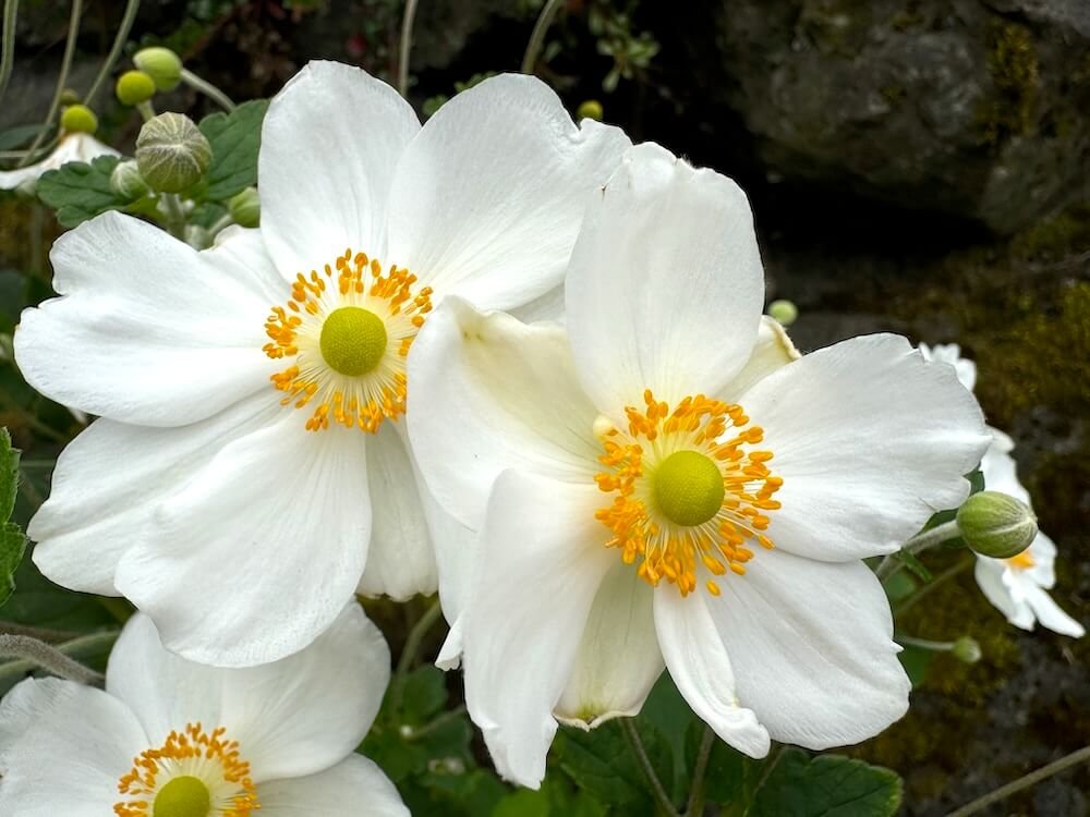 WINDFLOWER (Anenome)