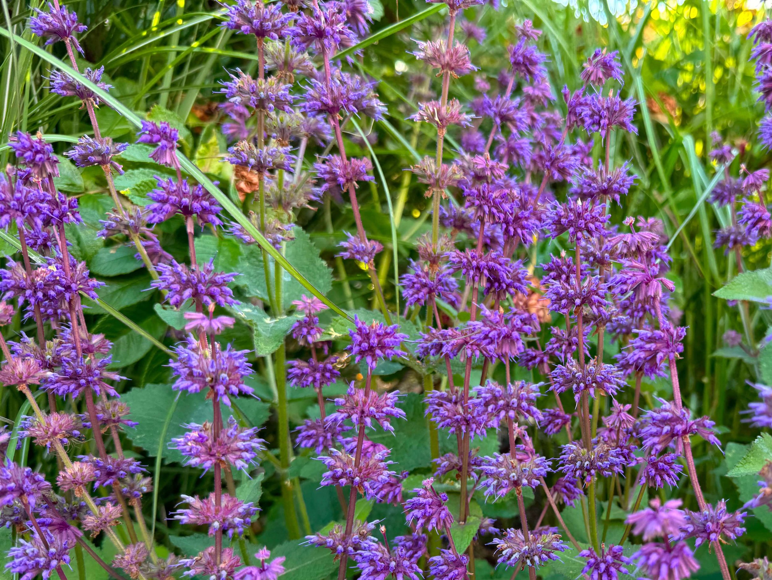 Salvia verticillata 'Endless Love'