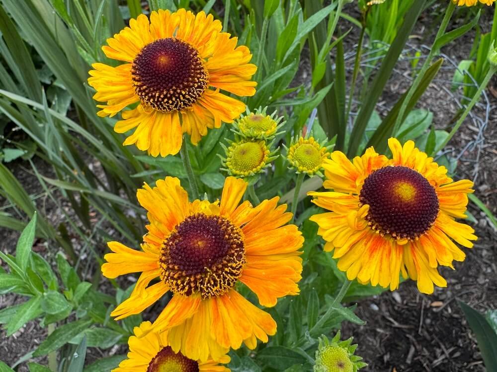 Helenium 'Mardi Gras'