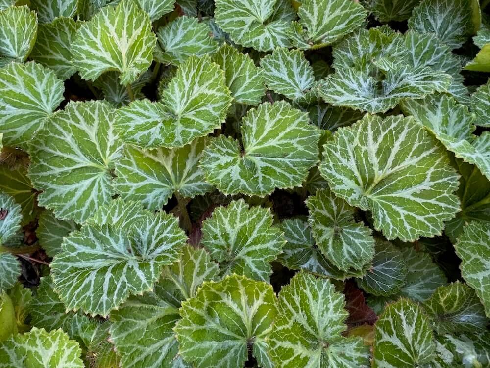 SAXIFRAGA
