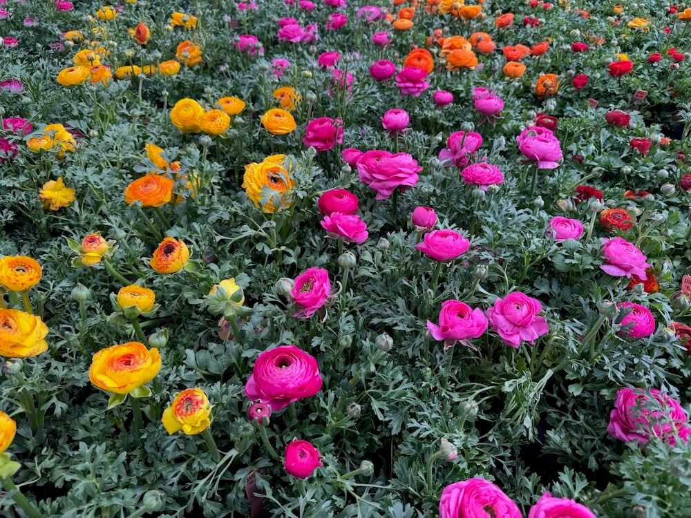 VALLEY NURSERY