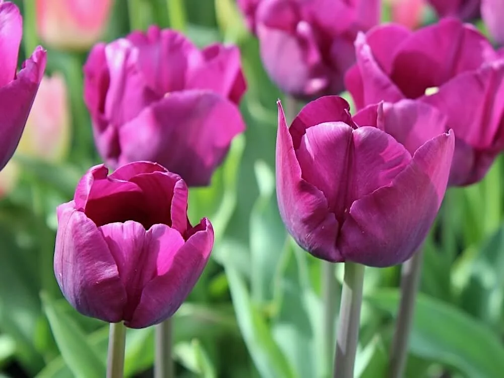 Tulipa 'Purple Flag'