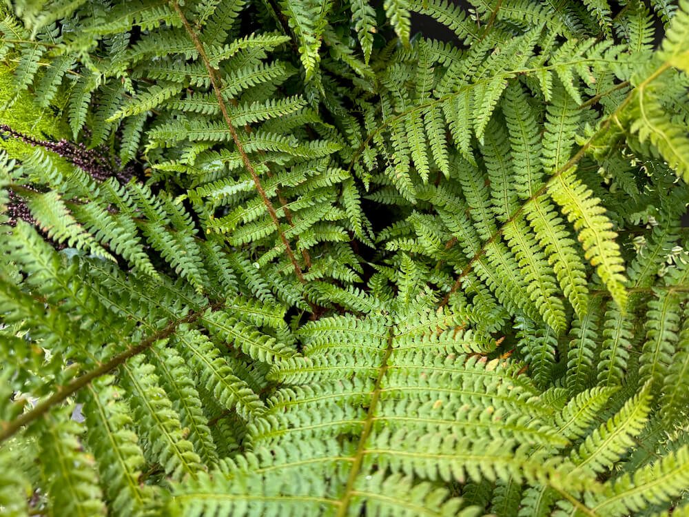 Polystichum x dycei