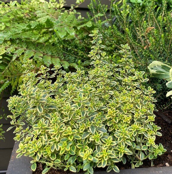 Thymus x citriodorus
