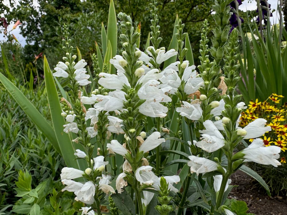 Physostegia virginiana 'Miss Manners'