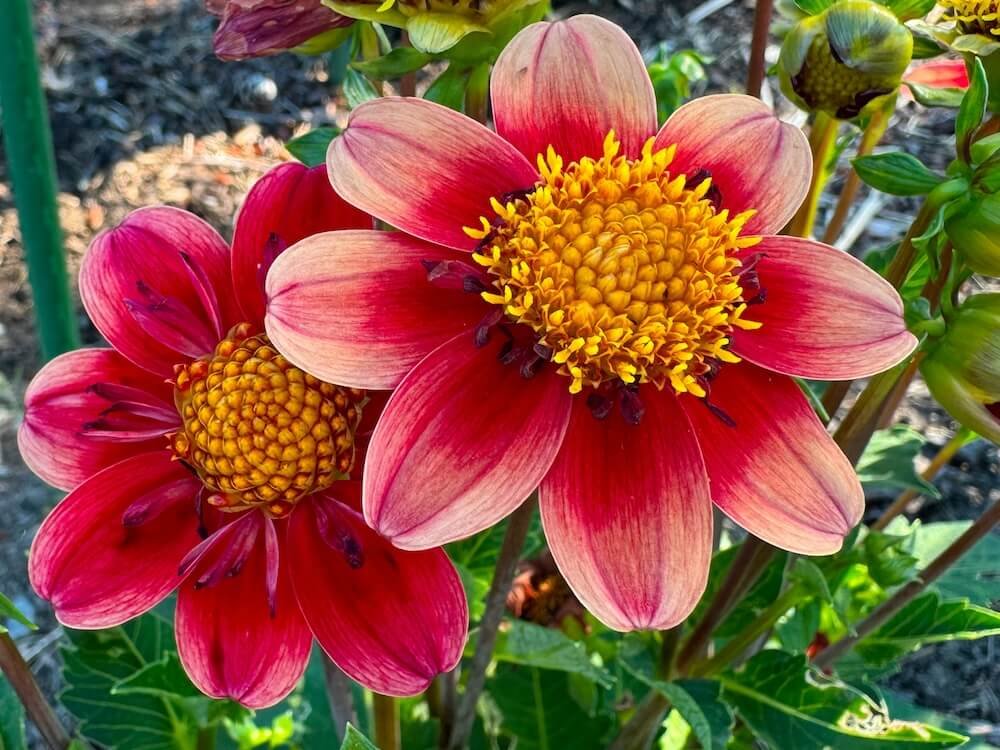 Dahlia 'Kelsey Molly'