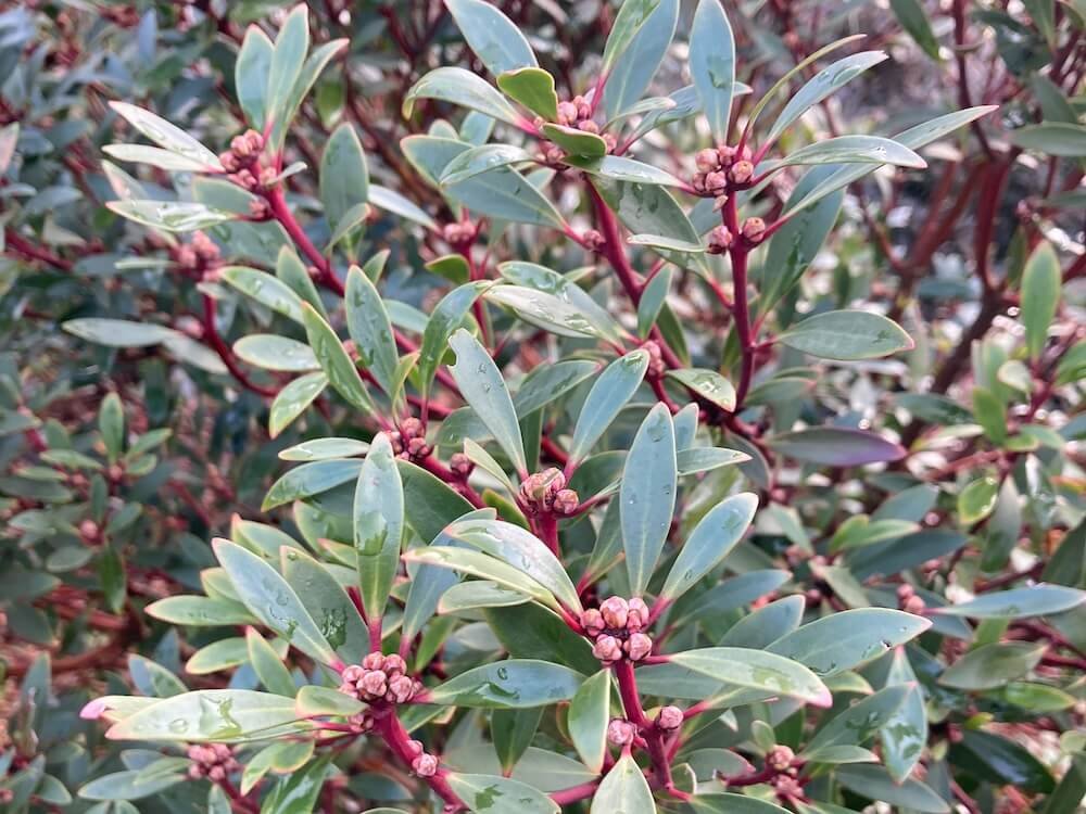 Tasmannia lanceolata