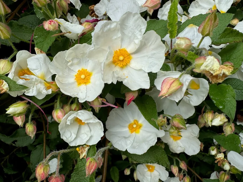 Cistus salviifolius 'Prostatus'