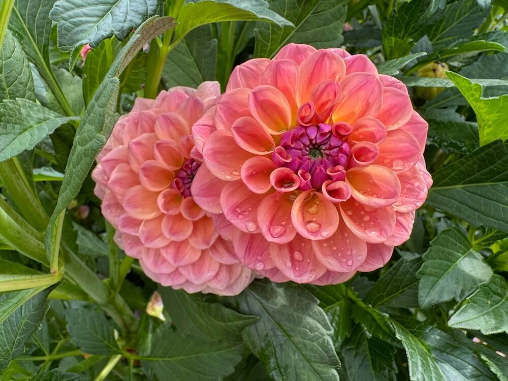 Dahlia 'Chewy'
