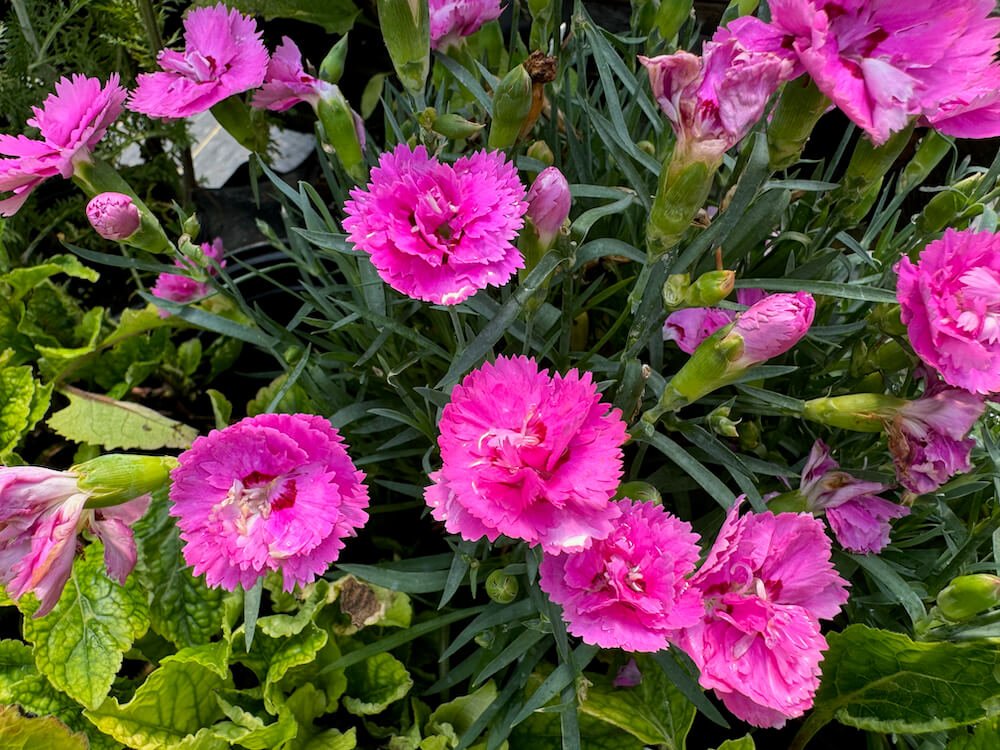 Dianthus Everlast Orchid ‘KLEDG10119’