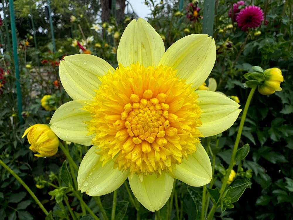 Dahlia 'Sandia Sunbonnet'
