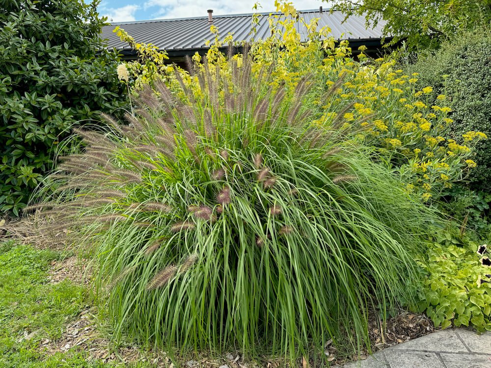 Pennisetum alopecuroides 'Red Head'
