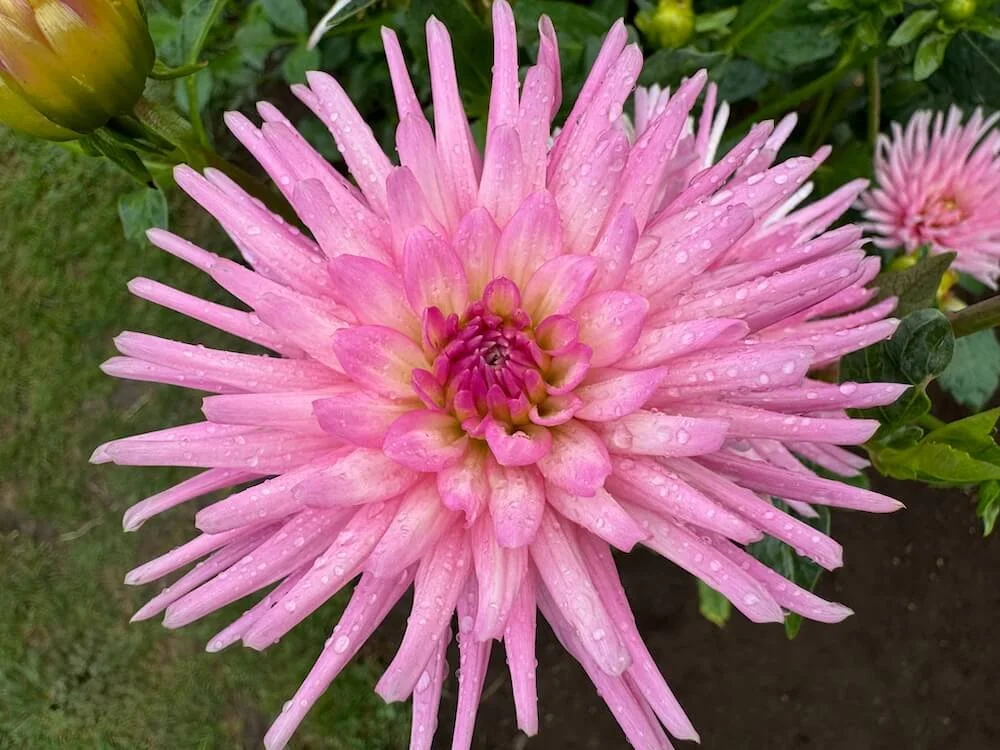 Dahlia 'Park Princess'