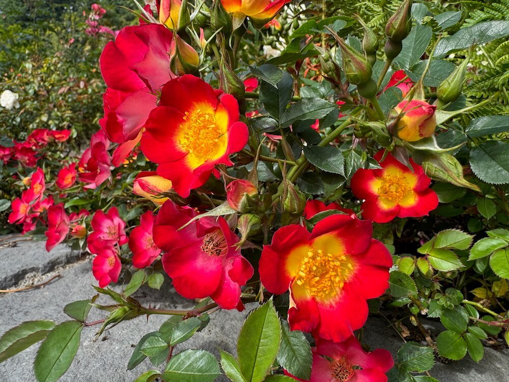 Rosa 'Playful Happy Trails'