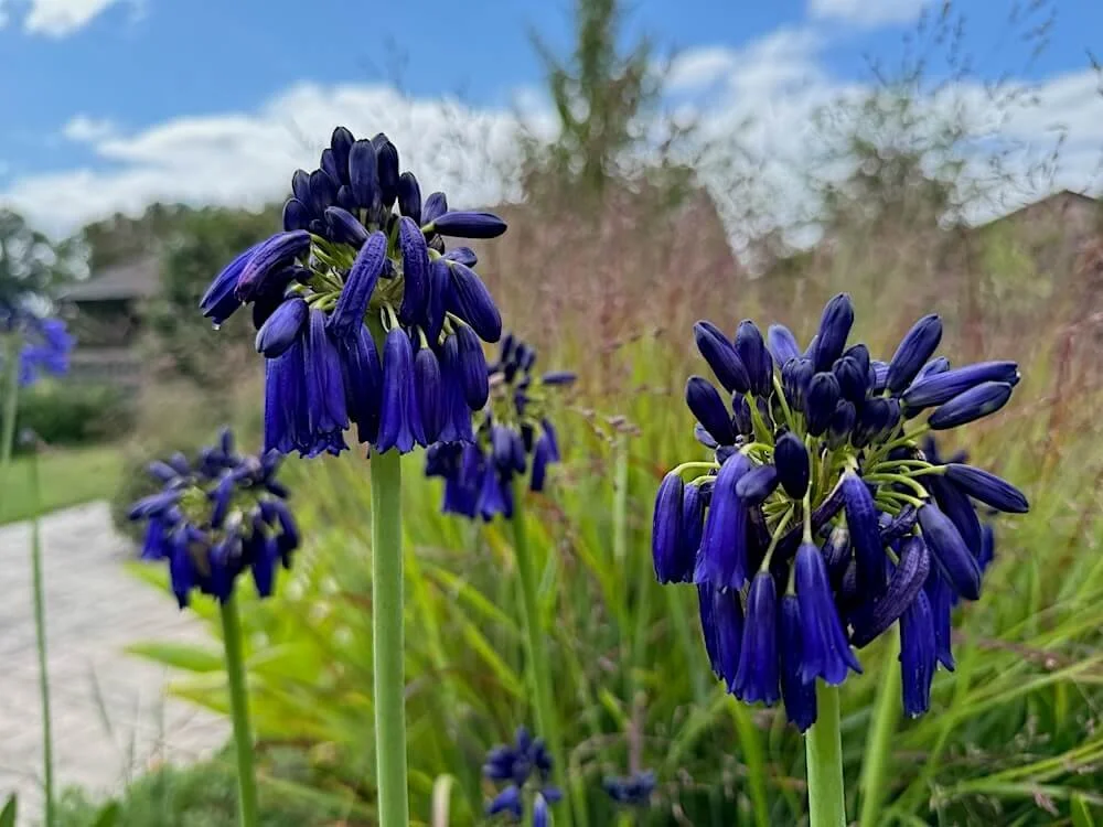 Agapanthus inapertus ssp. pendulus 'Graskop'