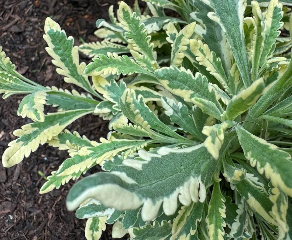 Lavandula x allardii ‘Meerlo’