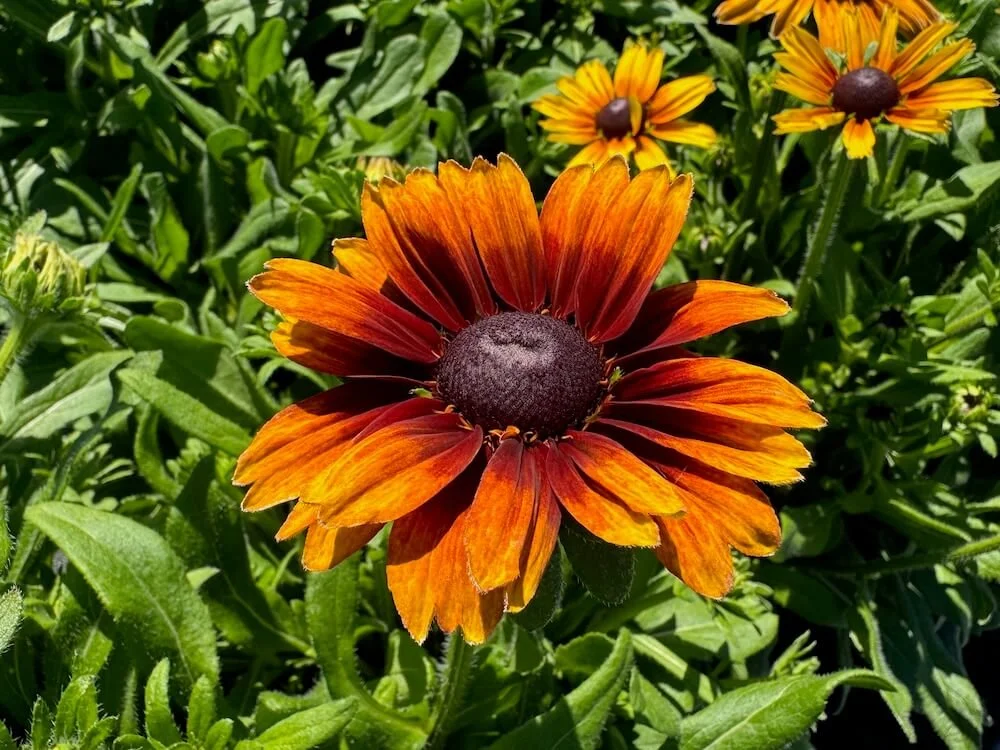 Rudbeckia 'Summerina Orange'