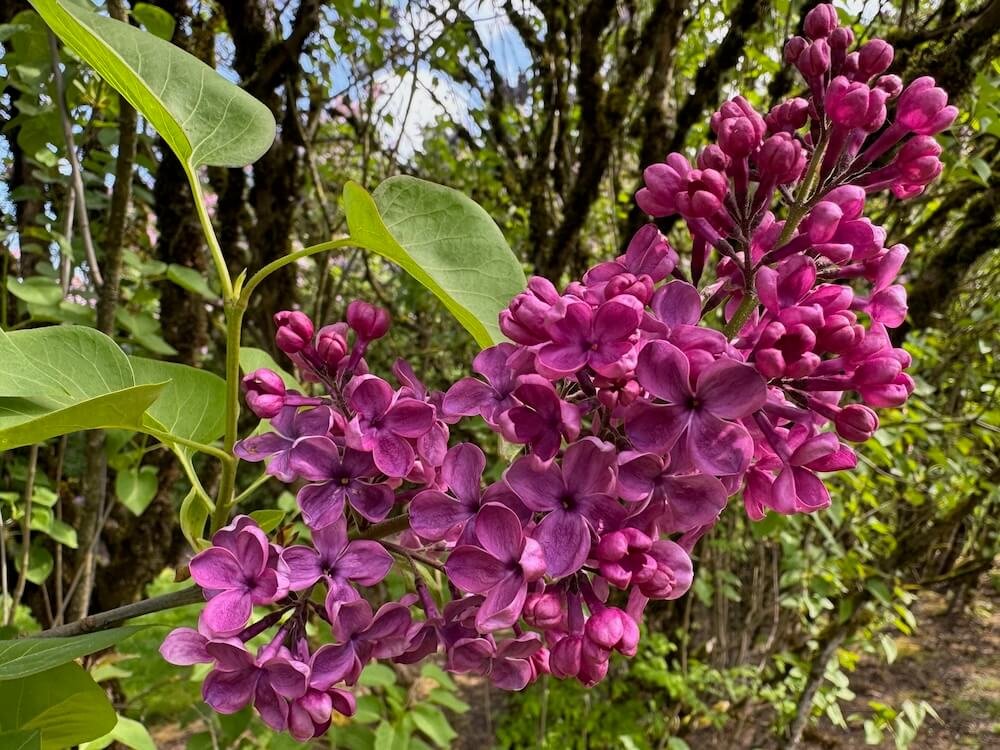Syringa vulgaris 'City of Gresham'