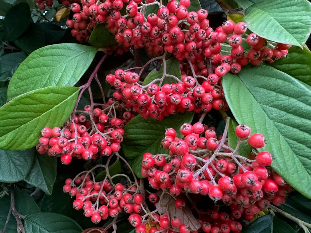 Red cotoneaster berries that attract birds