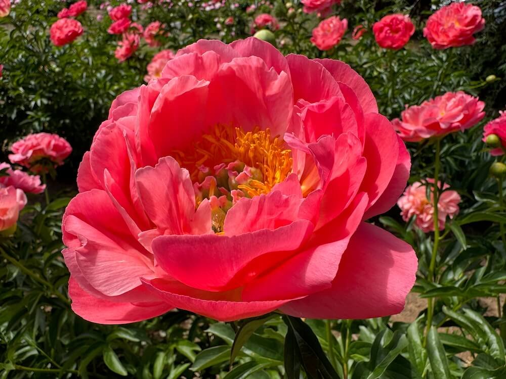 ADELMAN PEONY GARDENS