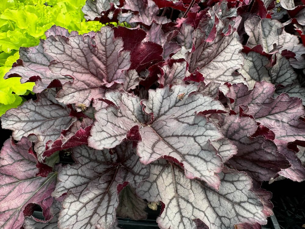 South Seattle Arboretum