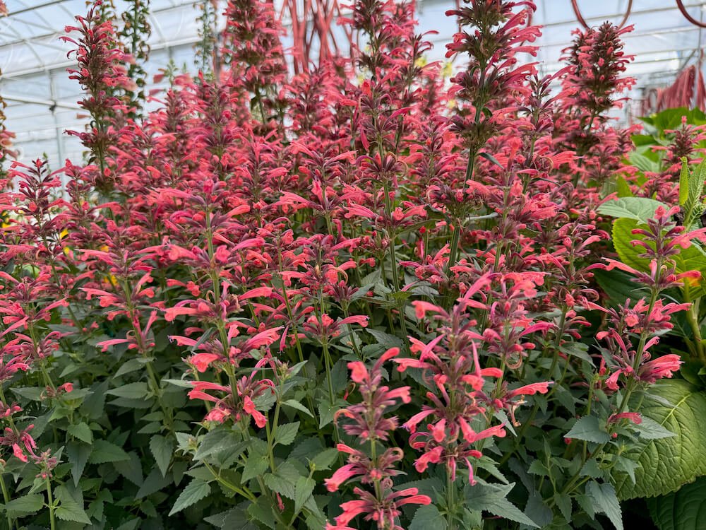 Agastache mexicana 'Balsumlora'