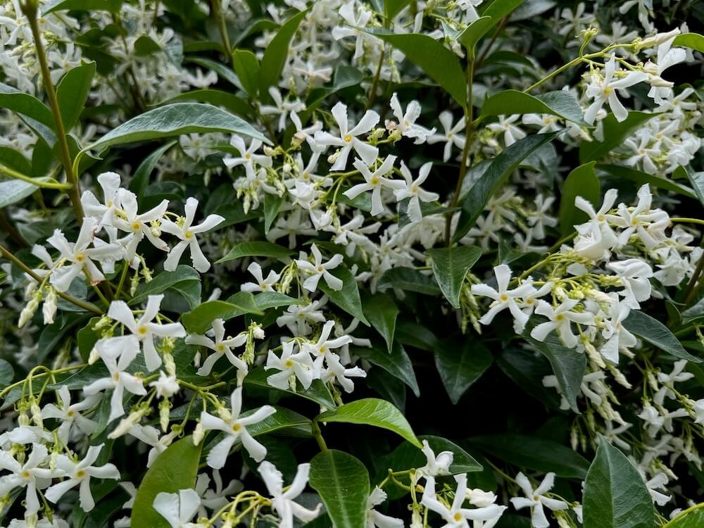 Trachelospermum jasminoides