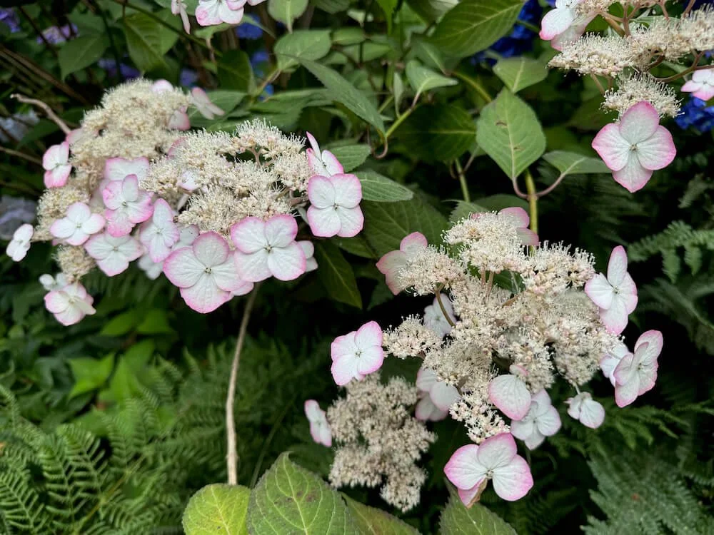 Hydrangea serrata ‘Kiyosumi’