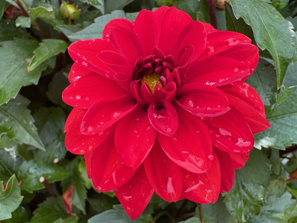 Dahlia 'Cherry Drop'